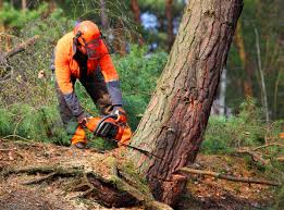 Best Tree Preservation Services  in USA